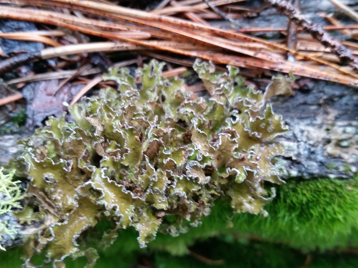 Greenleaf tuckermannopsis lichen