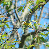 Blue-winged Warbler