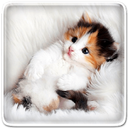 Cat Live Wallpaper 11.0 Icon