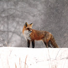 Red Fox