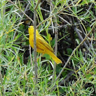 Yellow warbler