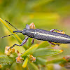 Tailed Weevil