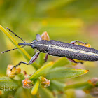 Tailed Weevil