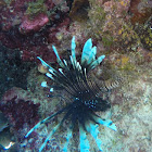 Lionfish