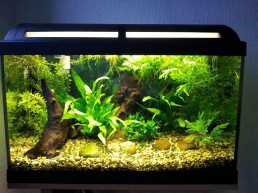 Aquarium Design Ideas
