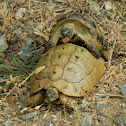 Hermann's Tortoise