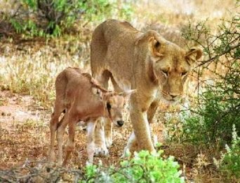 Un poquito de Kenia: Lagos Naivasha y Nakuru, Samburu y Masai Mara - Blogs de Kenia - RESERVA NACIONAL DE SAMBURU Y BUFFALO SPRING (3)