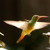 Buff-bellied hummingbird