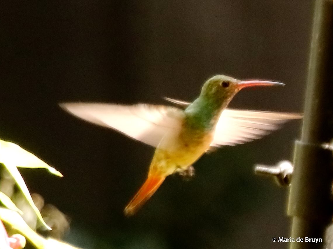 Buff-bellied hummingbird