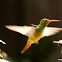 Buff-bellied hummingbird