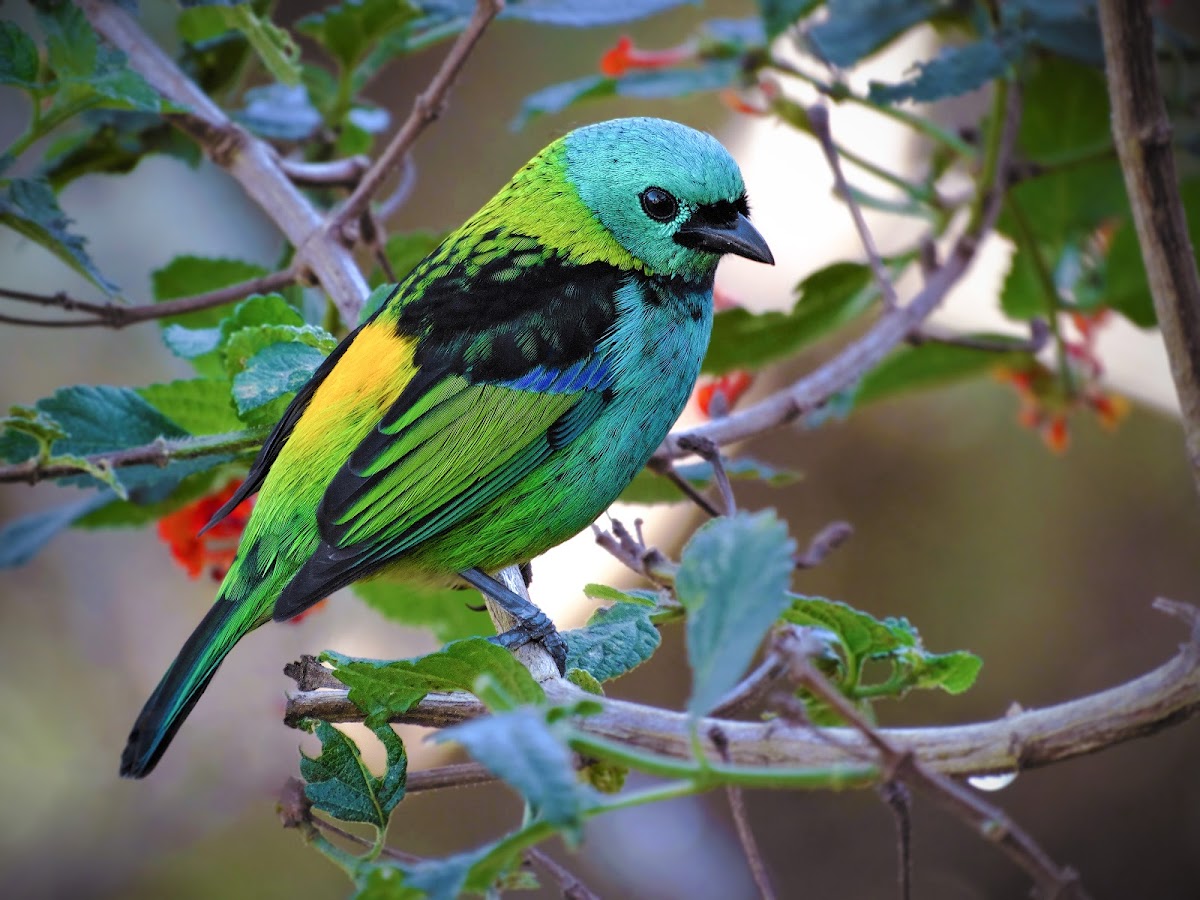 Green-headed tanager