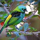 Green-headed tanager