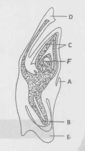 Fertilization