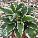 Hosta patriot