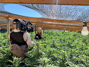 Mariana van Zeller in a field of dagga.