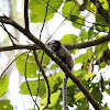 Black-tufted marmoset