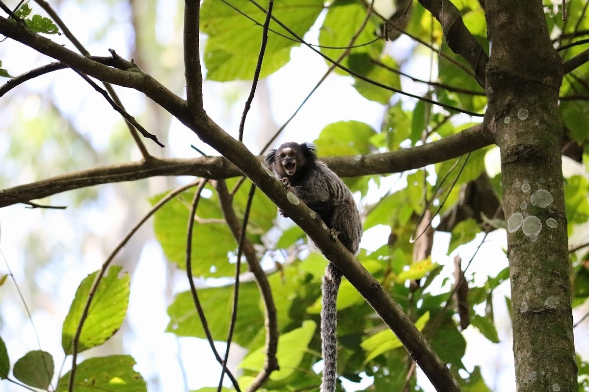 Black-tufted marmoset