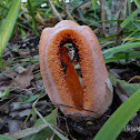 Column Stinkhorn