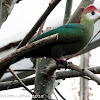 Red-crested Turaco