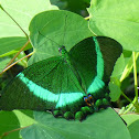 Emerald Swallowtail, Emerald Peacock, or Green-banded Peacock