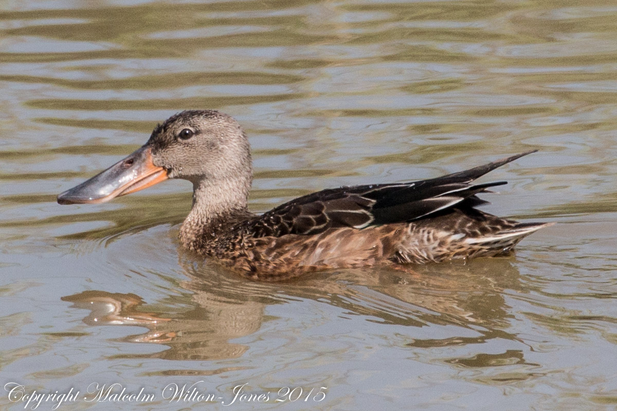 Shoveler; Pato Cuchara