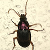 Vivid Metallic Ground Beetle