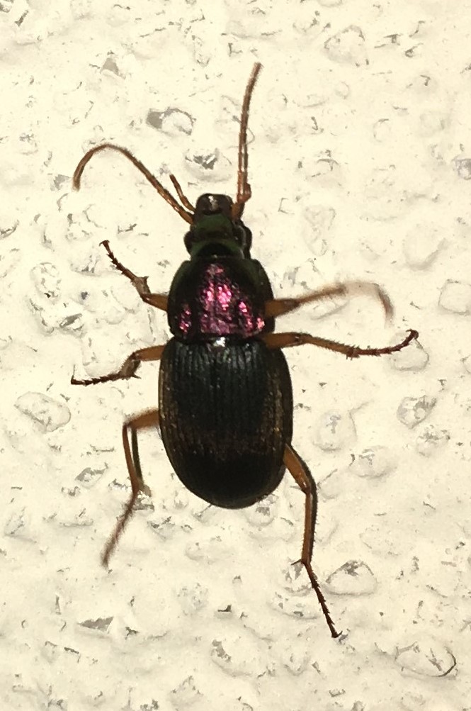 Vivid Metallic Ground Beetle