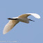 Little Egret; Garceta Común