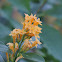 Cestrum