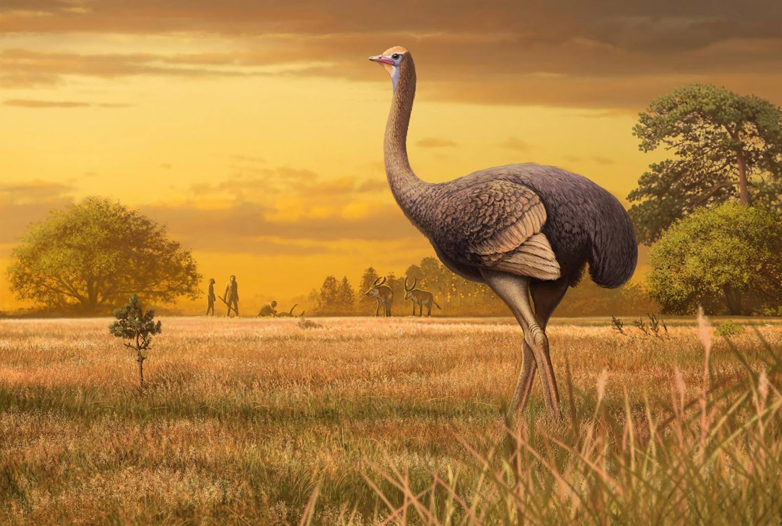 Giant Birds Roamed Europe Two Million Years Ago | Paleontology |  Sci-News.com