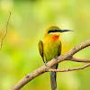 Blue-tailed bee-eater