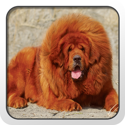 Tibetan Mastiff Theme - Nova 個人化 App LOGO-APP開箱王