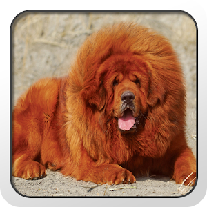 Tibetan Mastiff Theme - Nova