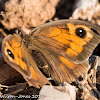 Southern Gatekeeper