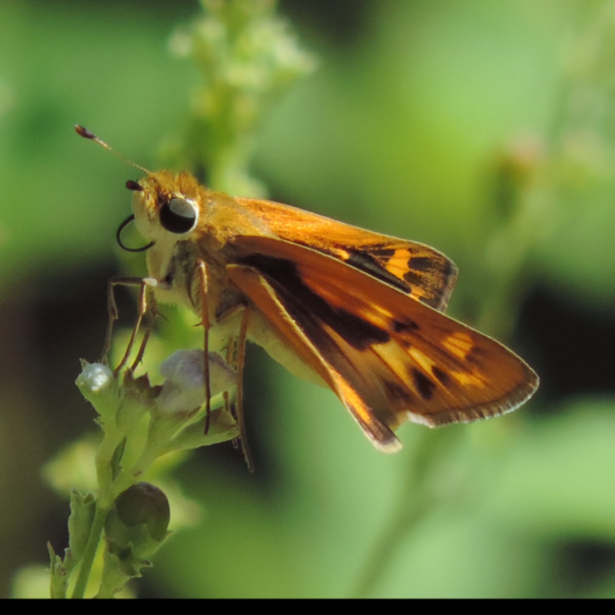 Fiery Skipper       Female