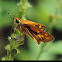 Fiery Skipper       Female