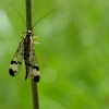 Scorpionfly