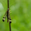 Scorpionfly