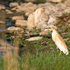 Squacco heron