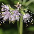 Virginia Waterleaf