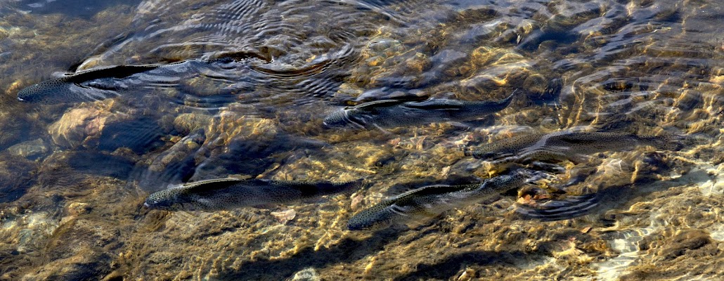 Trote in risalita nel torrente di benny48