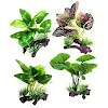 miniatures image - 0