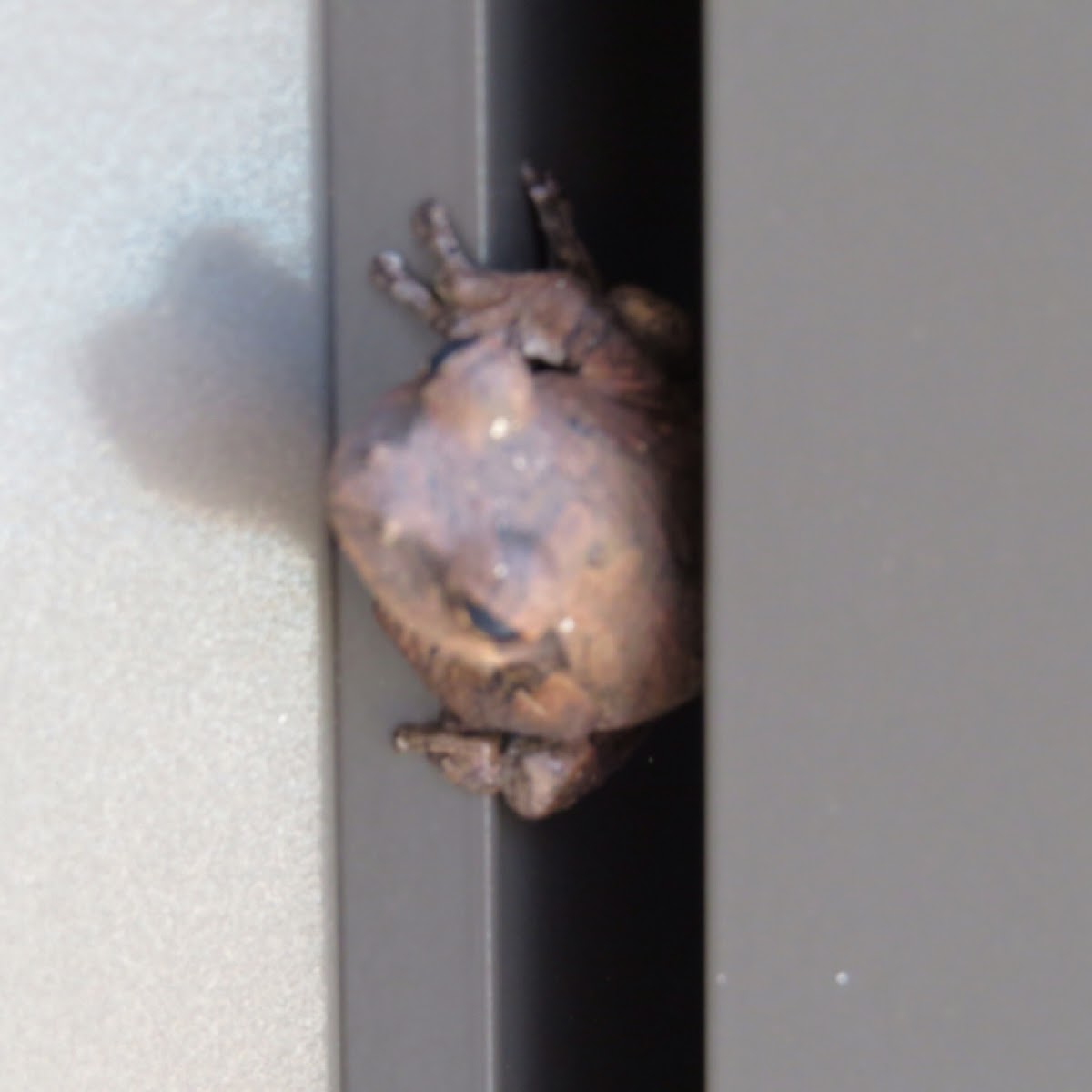 Gray foam-nest tree frog