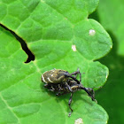 Molytine Weevil (mating)