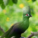 Guinea turaco