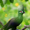 Guinea turaco