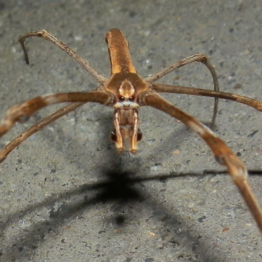 Net-casting Spider - male