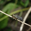 Robber Fly