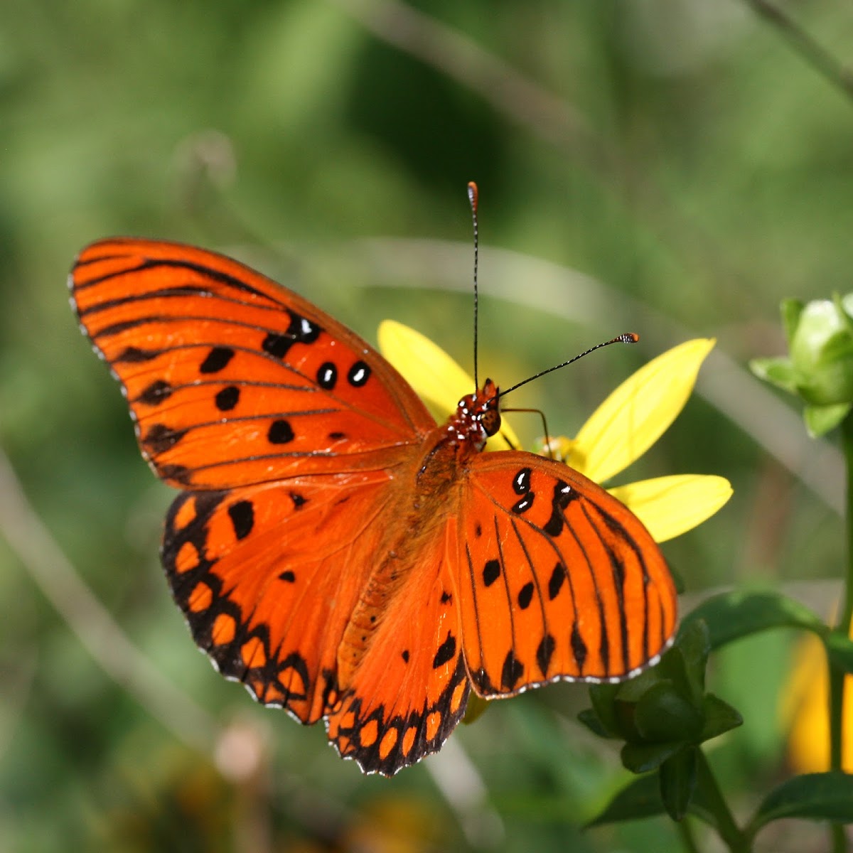 Gulf Fritillary