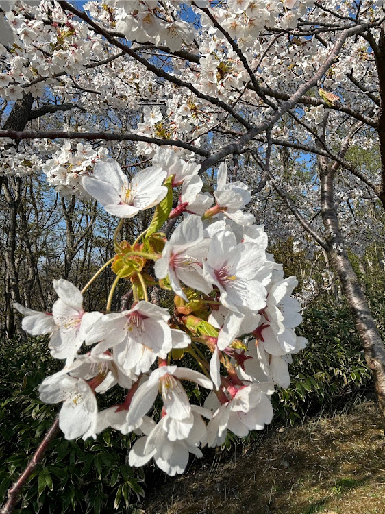 の投稿画像6枚目